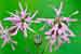 Lychnis flos-cuculi - Kuckuckslichtnelke - Ragged Robin