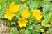 Lysimachia nummularia - Moneywort - Pfennigkraut Foto