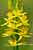 Beinbrech - Narthecium ossifragum - Bog Asphodel Foto