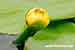 Nuphar lutea - Mummel - Teichrose - Spatterdock Foto