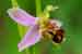 Bienenragwurz - Ophrys apifera - Bee Orchid