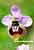 Italienische Wespen Ragwurz - Ophrys neglecta - Italian Sawfly Orchid