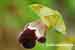 Omega Ragwurz - Ophrys omegaifera 