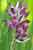 Orchis fragrans / Orchis coriophora ssp. fragrans / Wohlriechendes Wanzenknabenkraut