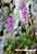 Orchis ichnusae - Sardisches Knabenkraut