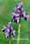 Langsporniges Knabenkraut , Orchis longicornu , Long spurred Orchid