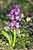 Südfranzösisches Knabenkraut , Orchis olbiensis
