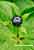 Einbeere - Paris quadrifolia - Herb Paris