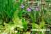 Gewöhnliches Fettkraut - Pinguicula vulgaris - Butterwort