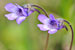 Pinguicula vulgaris - Gewöhnliches Fettkraut - Common Butterwort