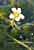 Gespreizter Wasserhahnenfuß, Ranunculus circinatus, Fan-leaved Water Goosefoot