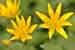 Ranunculus ficaria / Scharbockskraut / Lesser Celandine