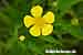 Zungen-Hahnenfuss Ranunculus lingua - Greater Spearwort