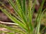 Taupflanze - Roridula gorgonias - Rotidula