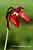 Rote Schlauchpflanze - Sarracenia purpurea - Purple Pitcher Plant