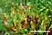 Schlauchpflanze - Sarracenia purpurea - Purple Pitcher Plant