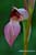 Echter Zungenstendel - Serapias lingua - Tongue Orchid