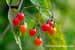 Bittersuesser Nachtschatten - Solanum dulcamara - Bittersweet Nightshade Heilpflanze