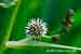 Sparganium erectum - Ästiger Igelkolben - Branched Bur-Reed Foto