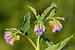 Echter Beinwell - Symphytum officinale - Common Comfrey