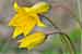 Weinbergtulpe - Tulipa sylvestris - Wild Tulip, Foto