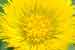 Huflattich - Tussilago farfara - Coltsfoot Photo