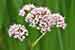 Baldrian - Valeriana officinalis - Garden Valerian