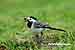 Bachstelze - Motacilla alba - White Wagtail