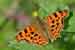 C-Falter / Polygonia c-album / Comma Photo