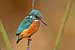 Eisvogel - Alcedo atthis - Kingfisher