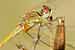 Frühe Heidelibelle / Sympetrum fonscolombii / Red-veined Darter