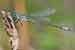 Glänzende Binsenjungfer - Lestes dryas, Scarce Emerald Damselfly 
