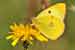 Goldene Acht, Weissklee-Gelbling - Colias hyale / alfacariensis - Pale Clouded Yellow