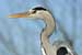 Graureiher - Ardea cinerea - Grey Heron