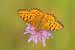 Grosser Perlmutterfalter - Argynnis aglaja - Dark Green Fritillary