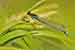 Grosses Granatauge / Erythromma najaa / Red-eyed Damselfly