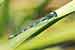 Helmazurjungfer / Coenagrion mercuriale / Southern Damselfly