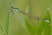 Kleine Pechlibelle / Ischnura pumilio / Small Bluetail