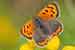 Feuerfalter - Lycaena phlaeas - Small Copper Butterfly