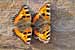 Kleiner Fuchs - Balz - Balzend - Schmetterlingsbalz- Aglais urticae - Small Tortoiseshell