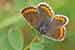 Kleiner Sonnenröschen-Bläuling - Aricia agestris - Brown Argus