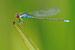 Kleines Granatauge / Erythromma viridulum / Small Red-eyed Damselfly