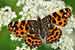 Landkärtchen Falter - Frühjahrsform - Arachnia levana - Map