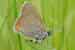 Lilagold-Feuerfalter - Ampferfeuerfalter - Lycaena hippothoe - Blankenheim