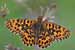 Magerrasen-Perlmutterfalter - Boloria dia - Violet Fritillary