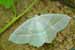 Perlglanzspanner, Campaea margaritaria, Light Emerald