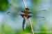 Plattbauch Libelle / Libellula depressa / Broad-bodied Chaser Männchen