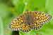 Randring-Perlmutterfalter - Boloria eunomia - Weibchen, Bog Fritillary