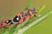 Ritterwanze - Lygaeus equestris - Seed Bug