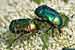 Rosenkäfer - Gold-Rosenkäfer - Cetonia aurata - Rose chafer